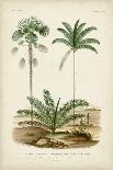 Antique Palm Collection VI-M. Charles D'Orbigny-Framed Art Print