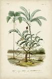 Antique Palm Collection V-M. Charles D'Orbigny-Art Print