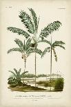 Antique Palm Collection III-M. Charles D'Orbigny-Art Print