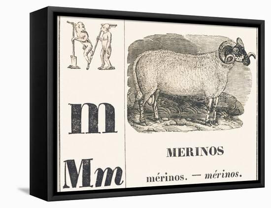 M for Merinos, 1850 (Engraving)-Louis Simon (1810-1870) Lassalle-Framed Premier Image Canvas