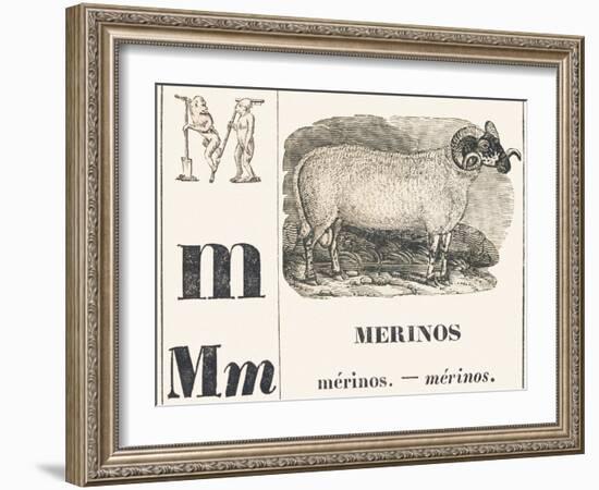 M for Merinos, 1850 (Engraving)-Louis Simon (1810-1870) Lassalle-Framed Giclee Print