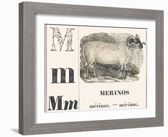 M for Merinos, 1850 (Engraving)-Louis Simon (1810-1870) Lassalle-Framed Giclee Print