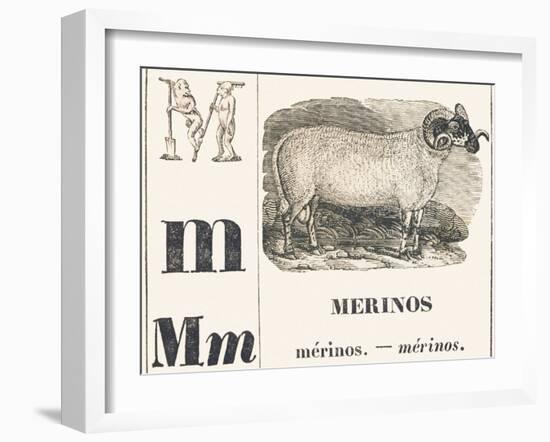 M for Merinos, 1850 (Engraving)-Louis Simon (1810-1870) Lassalle-Framed Giclee Print