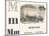 M for Merinos, 1850 (Engraving)-Louis Simon (1810-1870) Lassalle-Mounted Giclee Print
