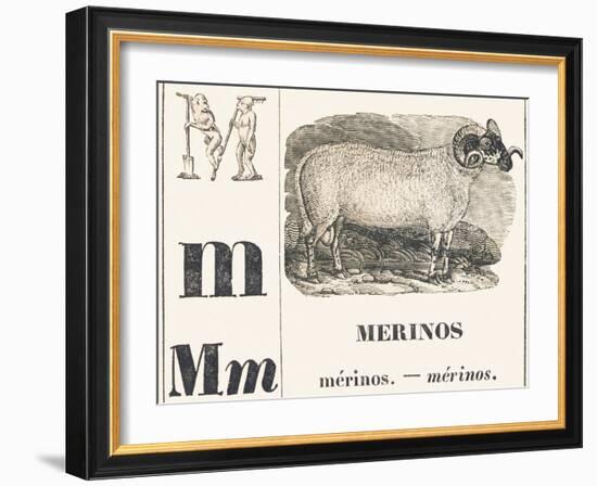 M for Merinos, 1850 (Engraving)-Louis Simon (1810-1870) Lassalle-Framed Giclee Print