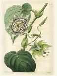 Antique Passionflower I-M. Hart-Framed Stretched Canvas