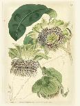 Antique Passionflower I-M. Hart-Stretched Canvas