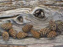 Bosnian Pine (Pinus Leucodermis) Close-Up Fallen Trunk Bark with Cones, Pollino, Basilicata, Italy-M?ller-Mounted Photographic Print