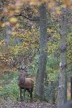 Red Deer (Cervus Elaphus) Stag in Wood During Rut, Klampenborg Dyrehaven, Denmark, October 2008-M?llers-Framed Premier Image Canvas