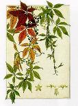 Oak Tree-M. P. Verneuil-Framed Art Print