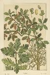 Oak Tree-M. P. Verneuil-Art Print