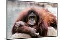 Premium Photographic Print