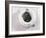 M.V. Chessie-null-Framed Photographic Print