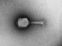 TEM T4 Bacteriophage-M. Wurtz-Photographic Print