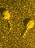 TEM of Single T4 Bacteriophage-M. Wurtz-Framed Premier Image Canvas