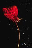 Jellyfish of Cape Hatteras-M. Youngbluth-Mounted Art Print