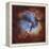 M20, the Trifid Nebula in Sagittarius-Stocktrek Images-Framed Premier Image Canvas