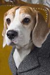 Beagle In Coat-maaram-Photographic Print