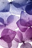 Colorful Flower Petal Closeup-maaram-Premium Giclee Print