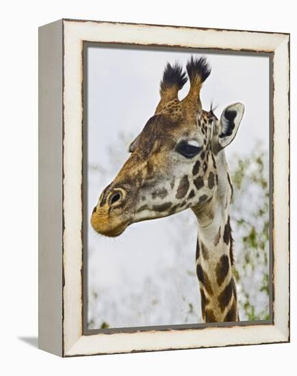 Maasai Giraffe Feeding, Maasai Mara, Kenya-Joe Restuccia III-Framed Premier Image Canvas