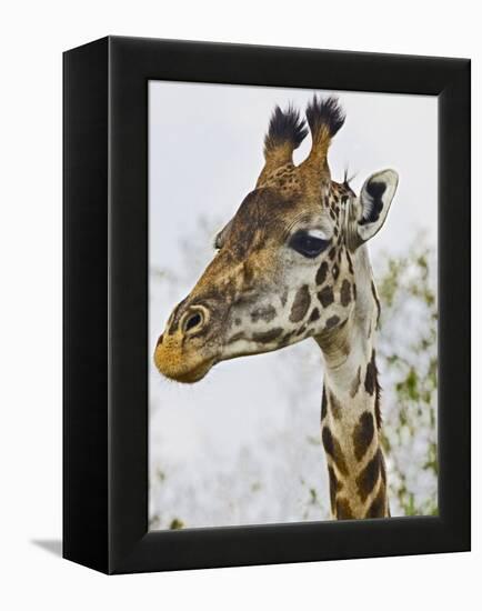 Maasai Giraffe Feeding, Maasai Mara, Kenya-Joe Restuccia III-Framed Premier Image Canvas