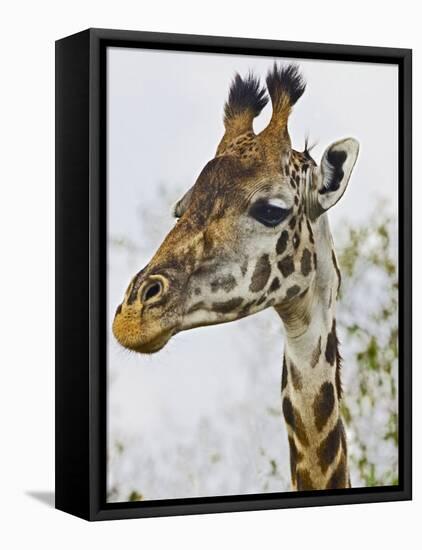 Maasai Giraffe Feeding, Maasai Mara, Kenya-Joe Restuccia III-Framed Premier Image Canvas