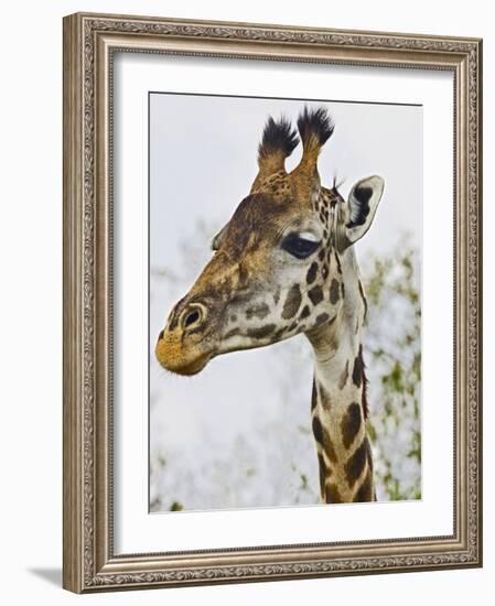 Maasai Giraffe Feeding, Maasai Mara, Kenya-Joe Restuccia III-Framed Photographic Print