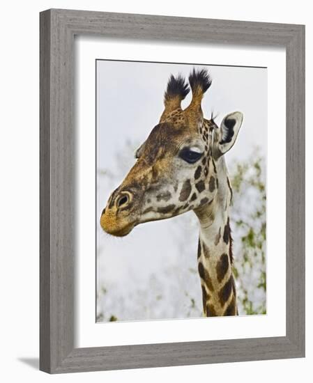 Maasai Giraffe Feeding, Maasai Mara, Kenya-Joe Restuccia III-Framed Photographic Print