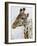 Maasai Giraffe Feeding, Maasai Mara, Kenya-Joe Restuccia III-Framed Photographic Print