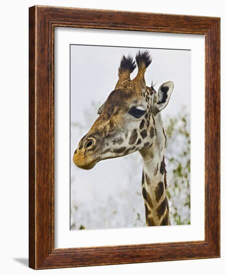 Maasai Giraffe Feeding, Maasai Mara, Kenya-Joe Restuccia III-Framed Photographic Print