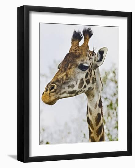 Maasai Giraffe Feeding, Maasai Mara, Kenya-Joe Restuccia III-Framed Photographic Print