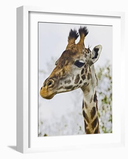 Maasai Giraffe Feeding, Maasai Mara, Kenya-Joe Restuccia III-Framed Photographic Print
