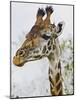 Maasai Giraffe Feeding, Maasai Mara, Kenya-Joe Restuccia III-Mounted Photographic Print