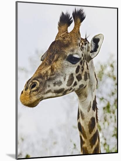 Maasai Giraffe Feeding, Maasai Mara, Kenya-Joe Restuccia III-Mounted Photographic Print
