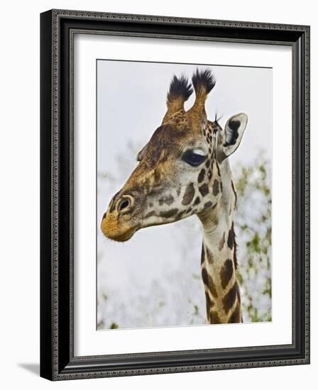 Maasai Giraffe Feeding, Maasai Mara, Kenya-Joe Restuccia III-Framed Photographic Print