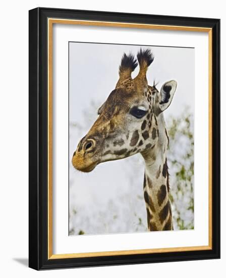 Maasai Giraffe Feeding, Maasai Mara, Kenya-Joe Restuccia III-Framed Photographic Print