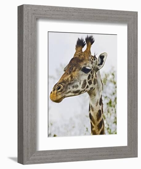 Maasai Giraffe Feeding, Maasai Mara, Kenya-Joe Restuccia III-Framed Photographic Print