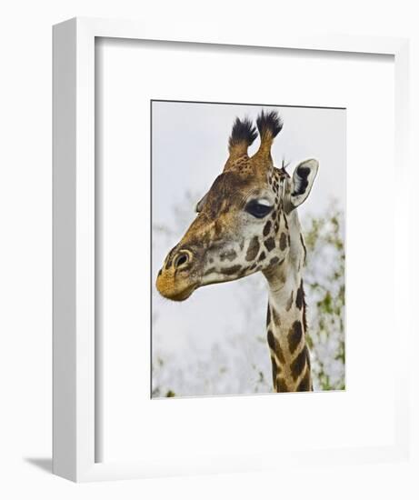 Maasai Giraffe Feeding, Maasai Mara, Kenya-Joe Restuccia III-Framed Photographic Print