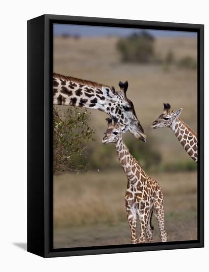 Maasai Giraffe, Masai Mara, Kenya-Joe Restuccia III-Framed Premier Image Canvas