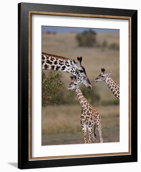 Maasai Giraffe, Masai Mara, Kenya-Joe Restuccia III-Framed Photographic Print