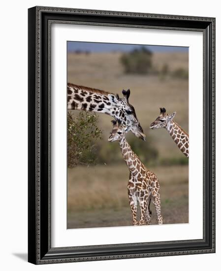 Maasai Giraffe, Masai Mara, Kenya-Joe Restuccia III-Framed Photographic Print