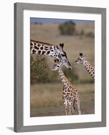 Maasai Giraffe, Masai Mara, Kenya-Joe Restuccia III-Framed Photographic Print