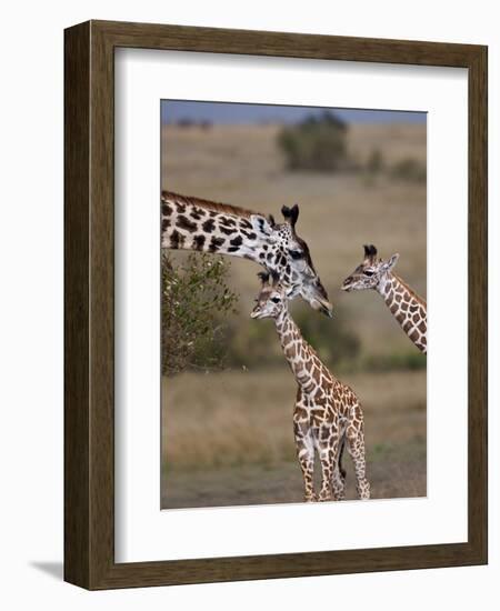 Maasai Giraffe, Masai Mara, Kenya-Joe Restuccia III-Framed Photographic Print