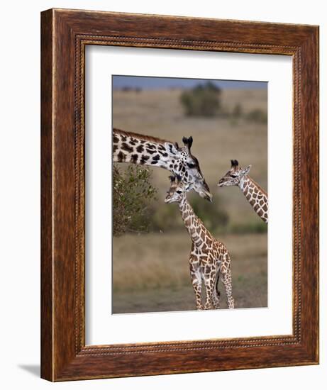 Maasai Giraffe, Masai Mara, Kenya-Joe Restuccia III-Framed Photographic Print