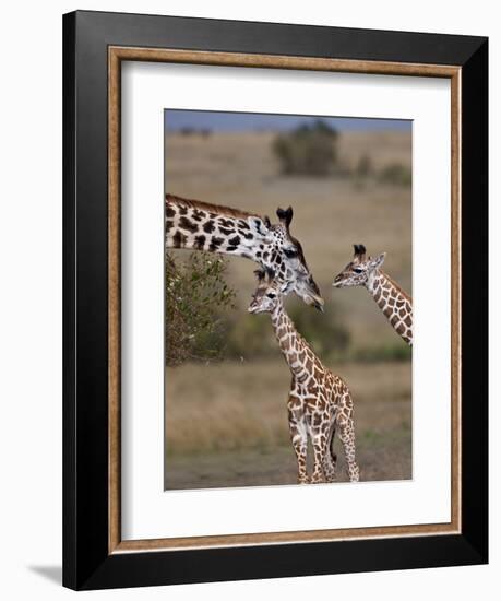 Maasai Giraffe, Masai Mara, Kenya-Joe Restuccia III-Framed Photographic Print