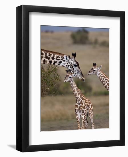 Maasai Giraffe, Masai Mara, Kenya-Joe Restuccia III-Framed Photographic Print