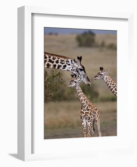 Maasai Giraffe, Masai Mara, Kenya-Joe Restuccia III-Framed Photographic Print