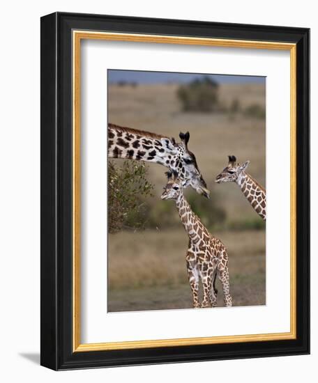 Maasai Giraffe, Masai Mara, Kenya-Joe Restuccia III-Framed Photographic Print