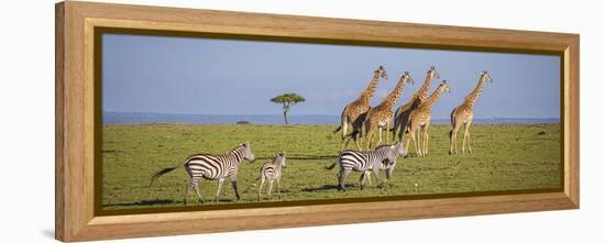 Maasai giraffe wander across the Masai Mara plain. Kenya.-Larry Richardson-Framed Premier Image Canvas