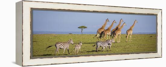 Maasai giraffe wander across the Masai Mara plain. Kenya.-Larry Richardson-Framed Premier Image Canvas